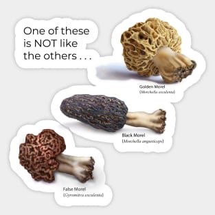 2 True Morels, 1 False Morel Sticker